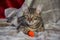 Small mongrel striped kitten is lying on a gry rug, looking straight