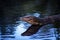 Small monitor lizard sunning on a ledge