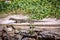 Small monitor lizard sunning on a ledge