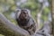 Small monkey Common Marmoset Callithrix jacchus on branch. Portrait of the ape from the profile.