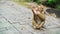 A small monkey eats bananas in a national park. Asian jungle with monkeys.