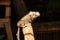 Small monkey popularly known as White-Tailed Sagittarius, Callithrix jacchus