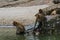 Small Monkey swimming seaside