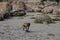 Small Monkey swimming seaside