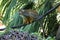 A small monkey on a vine in the Saguaro National Park