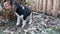 A small month-old beagle puppy running on the lawn grass against the backdrop of a private house and garden. Dog breeds, video of