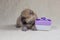 A small month-old Pomeranian puppy lies next to a gift box. holiday and gift concept, puppy as a gift