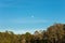 Small moon over tree in forest.