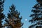 Small moon between pine trees at sunset