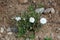 Small Moss rose or Portulaca grandiflora annual plant with blooming white flowers and closed flower buds growing in home garden