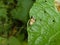 Small moth with a beige stripe in the forest