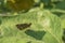 Small moth on a huge green plant leaf with clear moth shadow