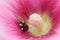 A small moth on a pink flower