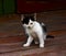 Small mottled cat stands on surface of painted brown-painted boards
