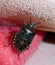 Small mottled shield bug Rhaphigaster nebulosa on a pink wool blanket . Insect in the apartment exploring everything . Stink bug