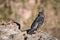 Small mountain bird in Colca Canyon, Peru