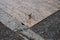 A small mountain bird sits on a wooden flooring.