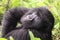 Small Mountain Gorilla