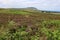 Small mountain with heather and ferns