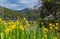 Small mountain lake with beautiful yellow lilies in bloom on the shoreline, surrounded by forest