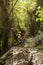 Small mountain river in the forest on a sunny day Greece, Andros Island, Cyclades