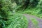 Small mountain road near Boquete, Panam