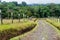 Small mountain road between pastures near Boquete, Panam