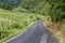 Small mountain road between pastures near Boquete, Panam