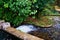 Small Mountain Stream, Northern Greece