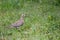 Small Mourning Dove On Ground