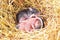 Small mouse babies in nest