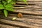 A small mouse sits on a wooden footbridge and eats cereals