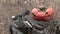 Small mouse is sitting on a stub next to faded Halloween pumpkin in an autumn forest