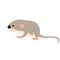 Small mouse vector illustration flat style profile