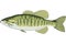 Small Mouth Bass Illustration