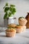 Small muffins with lemon and basil