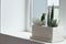 Small multicolored cacti and succulents in a large white pot on the windowsill, soft focus, place for text