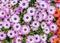 Small Multicolored Chrysanthemums Pattern, Natural Blooming Texture Background Top View