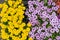 Small Multicolored Chrysanthemums Pattern, Natural Blooming Texture Background Top View