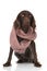 Small munsterlander dog with scarf on white background