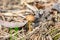 Small mushroom also known as entoloma vernum is growing under sunshine beyond pine needles in woodland