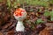 Small mushroom amanita known as fly agaric grows in the forest - image