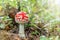 Small mushroom amanita known as fly agaric grows in the forest at sunrise - image
