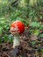 Small mushroom amanita known as fly agaric grows in the forest - vertical image