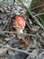 Small mushroom fly agaric in the forest