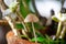 Small mushroom in the garden with water droplets, selective focus