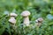 Small mushroom in green grass macro photo. Summer forest scene.