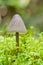 Small mushroom growing in sphagnum moss