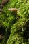 Small mushroom on moss-clad oak