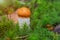 Small mushroom orange-cap boletus